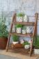 Preview: Fraises Blumentopf Details